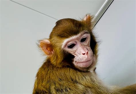 Cloned a monkey, she was born healthy and lived over 2 years - Biotech - The Limited Times