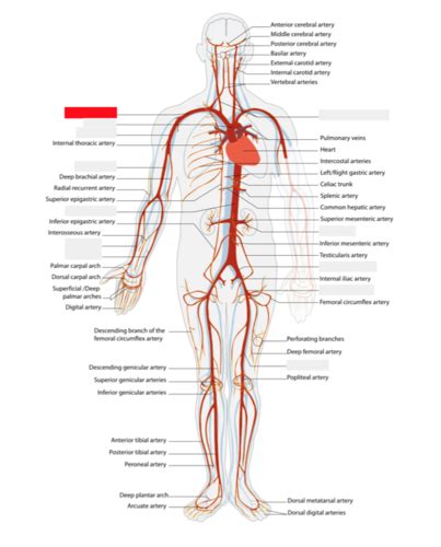 Arteries Veins And Heart Labeling Flashcards Quizlet