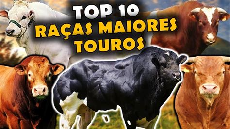 AS 10 RAÇAS DOS MAIORES TOUROS DO MUNDO YouTube