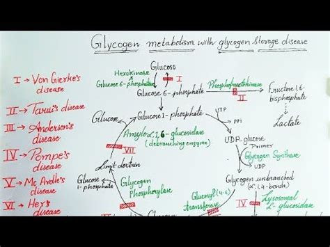 Glycogen Storage Disease Types Mnemonic Dandk Organizer