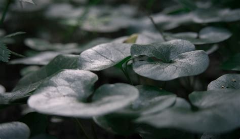 blind forest ii  behance