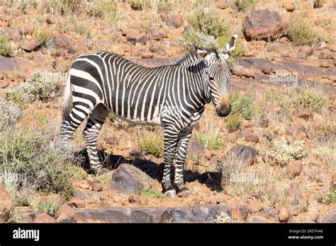 Endangered Mountain Zebra Equus Zebra Zebra In Mountainous Terrain