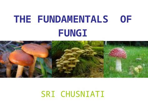 Ppt The Fundamentals Of Fungi Dokumentips