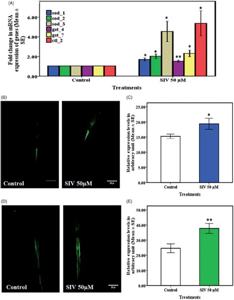 SIV Up Regulates The Expression Of Anti Oxidant Genes And Enzymes A