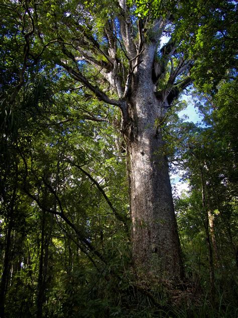 Kauri Agathis Australis Agathis Australis Commonly Know Flickr