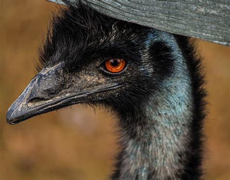 Emu Large Bird - Free photo on Pixabay