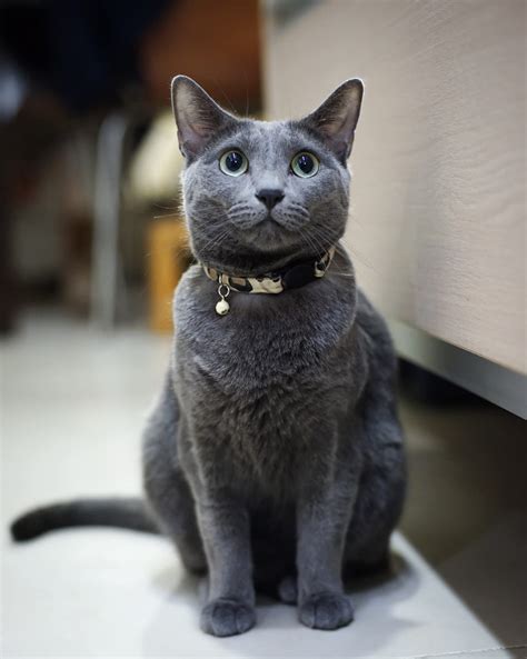 Hypoallergenic Cat Breeds