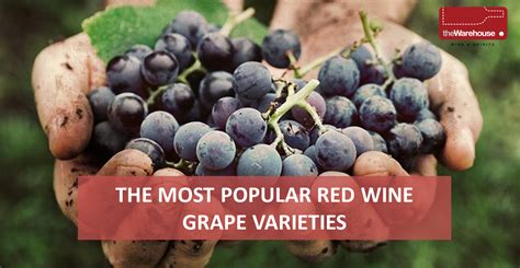 The Most Popular Red Wine Grape Varieties