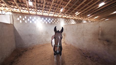 Haras De Alqueires Venda Em Porangaba Sp Viva Rural Im Veis