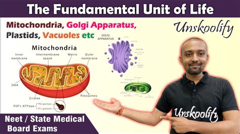 Mitochondria Golgi Apparatus Plastids Vacuoles The Fundamental