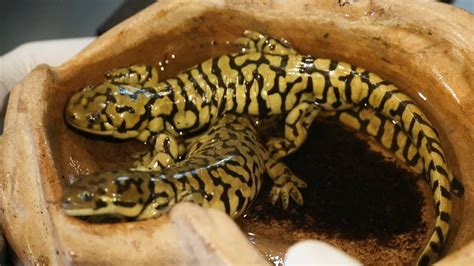 Baby Tiger Salamander