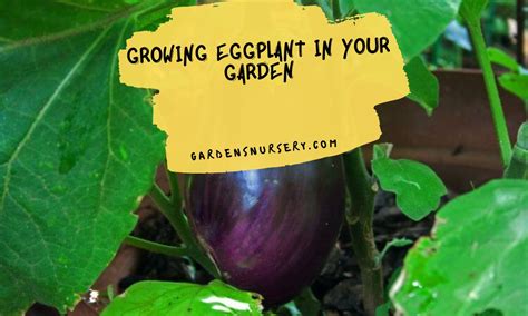 Growing Eggplant In Your Garden Gardens Nursery