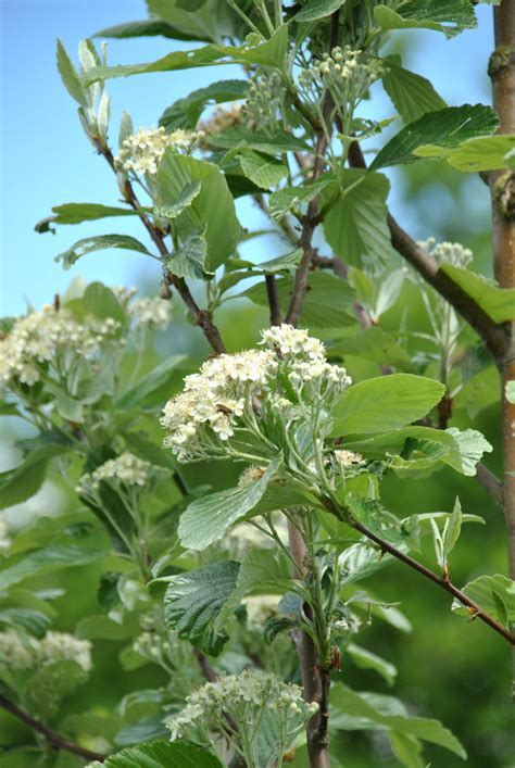 Sorbus aria 'Magnifica' | Sorbus aria 'Magnifica' - Van den Berk Nurseries