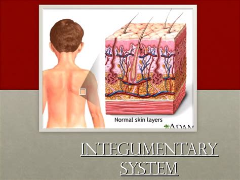 Integumentary system | PPT