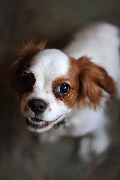 Find Your Perfect Papillon Chihuahua Mix Dog Today! - The Chihuahua Guide