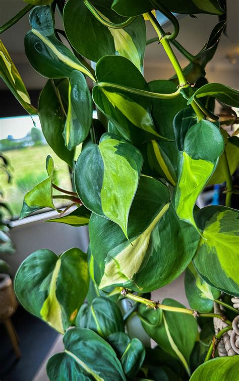 How To Propagate Philodendrons Plant Cuttings New Zealand