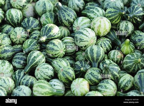 minikuerbis - cucurbita mini Stock Photo - Alamy