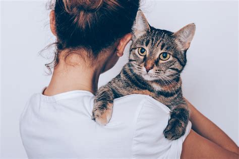 Beneficios De Tener Un Gato Para La Salud Salud180