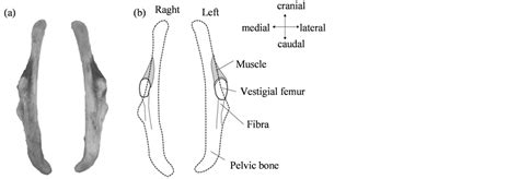 Sexual Dimorphism In Pelvic Bone Shape Of The North Pacific Common