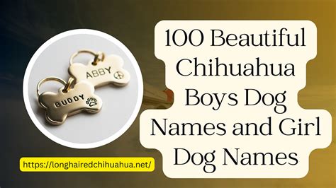 100 Beautiful Chihuahua Boys Dog Names and Girl Dog Names | by Shakeelnasir | Jun, 2023 | Medium