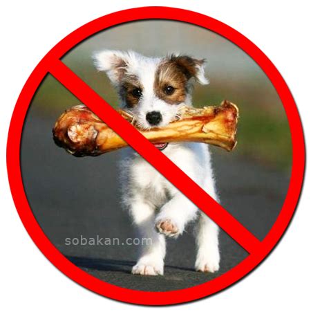 Правила кормления собак