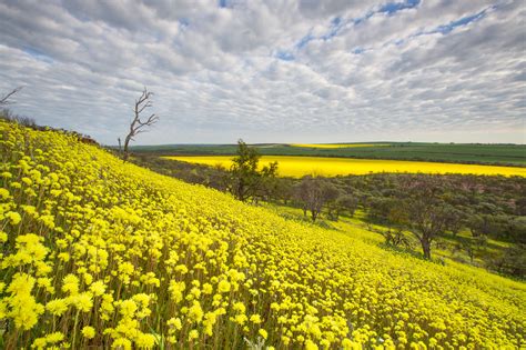 Spectacular Wildflower Season Expected Wa Parks Foundation