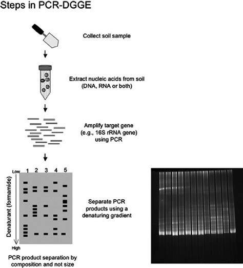 1 Flow Diagram Of The Steps For Microbial Community Analysis Using Download Scientific Diagram