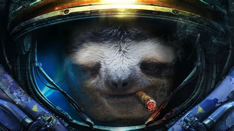 Hd Sloth Wallpaper 73 Images