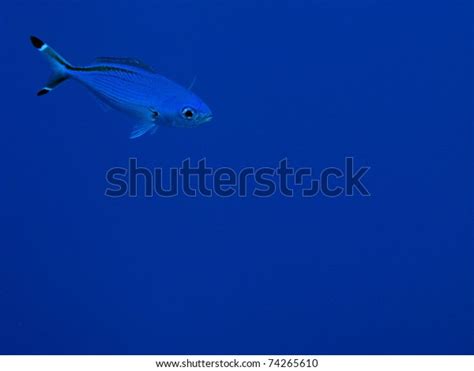 Red Sea Fusilier Caesio Suevica Stock Photo 74265610 Shutterstock