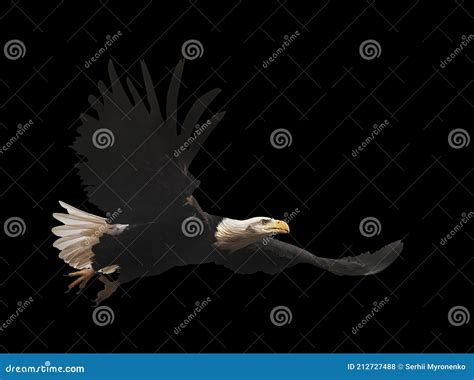 Eagle Flying Isolated at Black Stock Photo - Image of falconry, landing ...