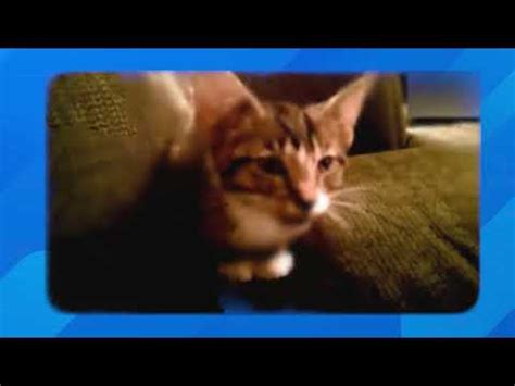 Funny Cats And Kittens Meowing Compilation Catvideos Cutecats Cats