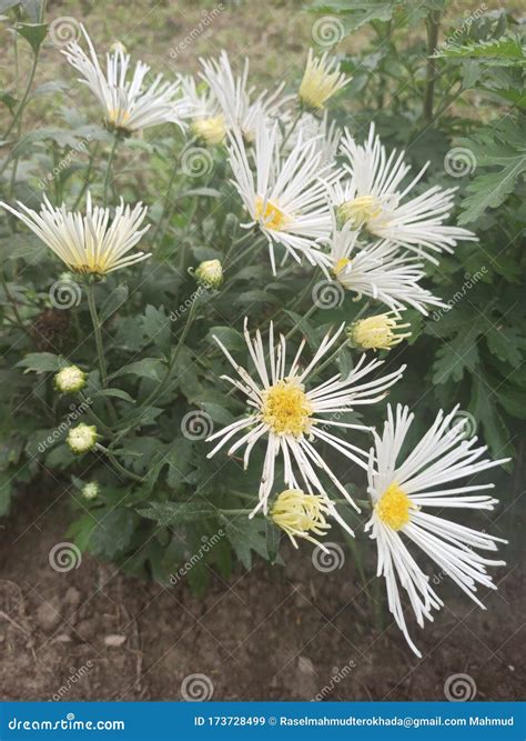 Blooming and Buds Aster Flower in the Garden Stock Image - Image of
