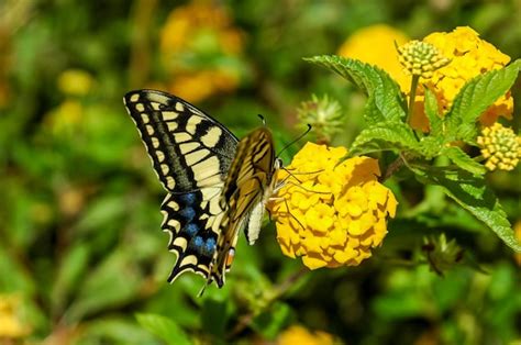 Premium Photo | Monarch butterfly danaus plexippus