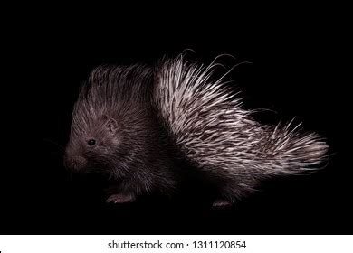 Indian Crested Porcupine Baby On Black Stock Photo 1311120854 ...