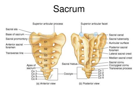lab vertebrae ribs  rib articulation sternum skull review