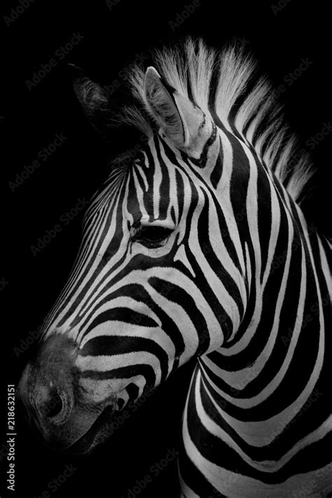 Zebra on dark background Black and white image Stock 写真 Adobe Stock