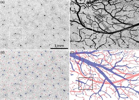 Brain capillary density - Psychology & Neuroscience Stack Exchange