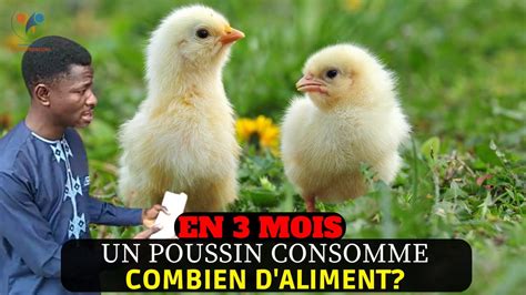 EN 3 mois Quelle quantité d ALIMENT un POULET GOLIATH consomme durant