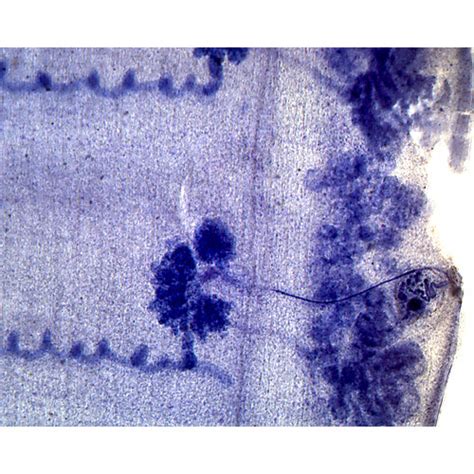 Prepared Microscope Slide,Taenia Pisiformis Proglottid, W.M., Tapeworm from Dog or Cat