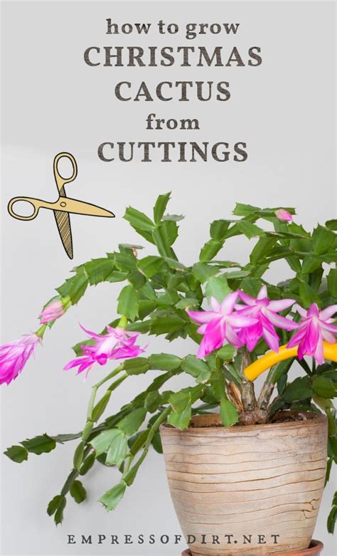 How To Grow Christmas Cactus Cuttings Propagation Tips