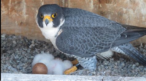 3 baby Peregrine falcons born in Rochester | WUHF