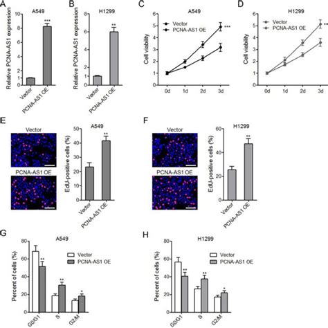 Ectopic Expression Of Pcna As Promotes Nsclc Cell Proliferation And