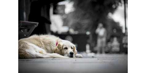 Animaux Comment aider un chien à faire le deuil de son maître