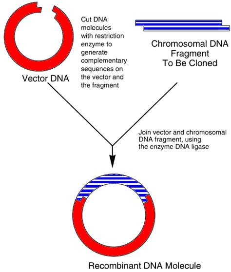 Illustration Of The Insertion Of Chromosomal Dna Into A Plasmid Vector