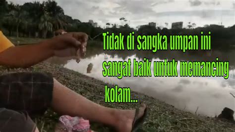 Tidak Di Sangka Umpan Ini Sangat Baik Untuk Memancing Kolam Tasik Youtube