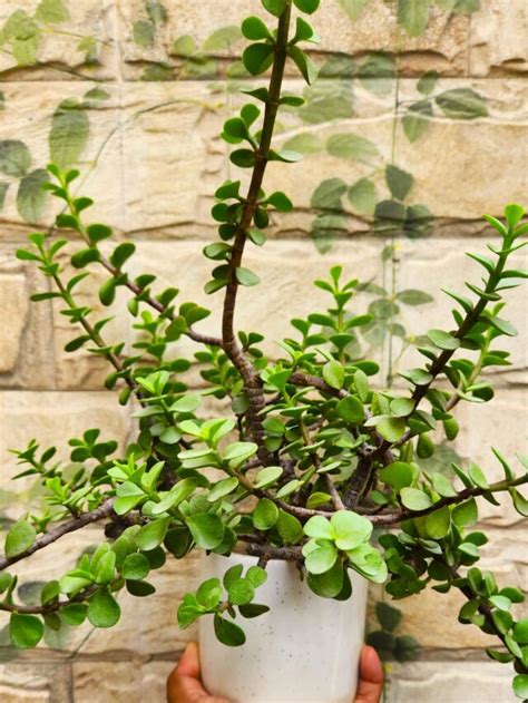 Tips To Grow Jade Plant Faster Voice Of Plant