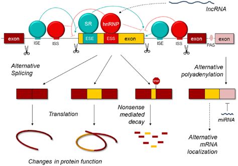 We Skip To Work Alternative Splicing In Normal And Off