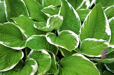 The Complete Guide To Hostas Part 1