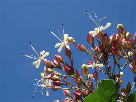 Kostenlose foto Baum Natur Ast blühen Weiß Blume Blütenblatt