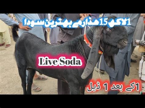 Friday Taxila Bakra Mandi Latest Update 7 June 2024 4 Bakro Ka Soda